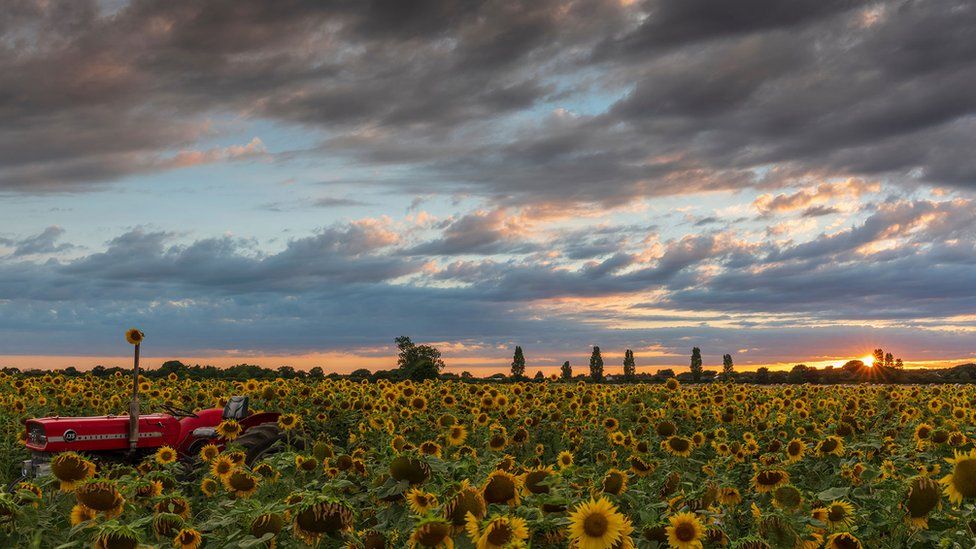 Sunflowers in bloom on a farm