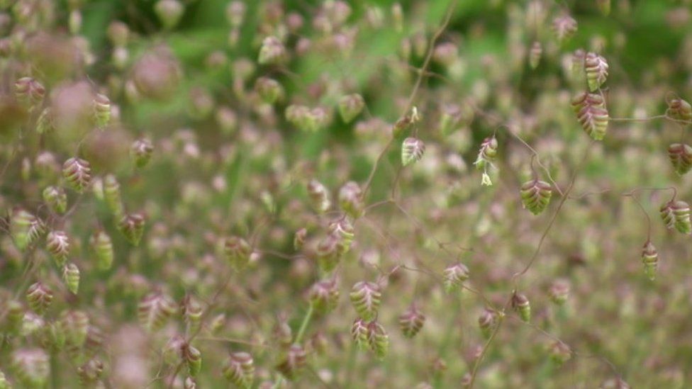 Shaking grass