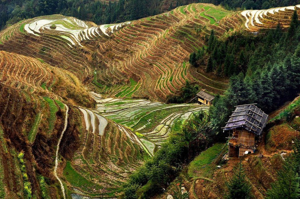 A view of farming terraces on the side of a hill