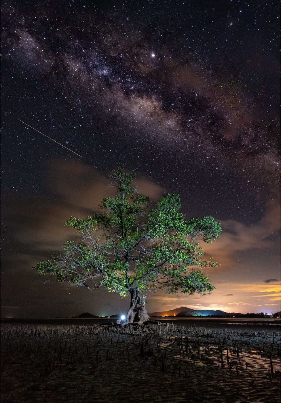 A mangrove tree on a beach with a night sky of stars above in Malaysia