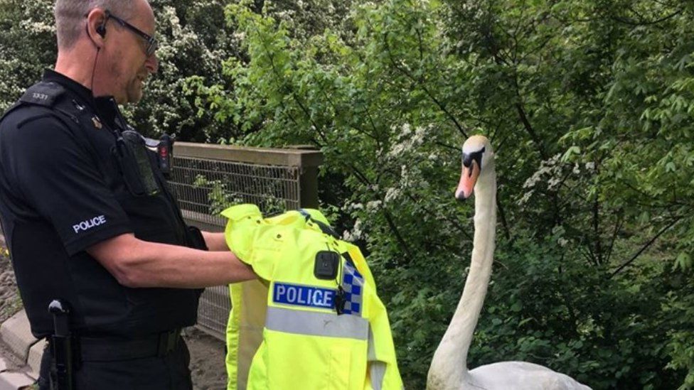 Swan with police officer