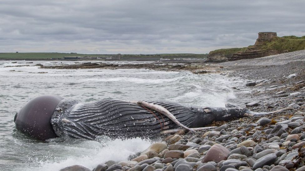 North Atlantic right whales in crisis - and the people risking lives to ...