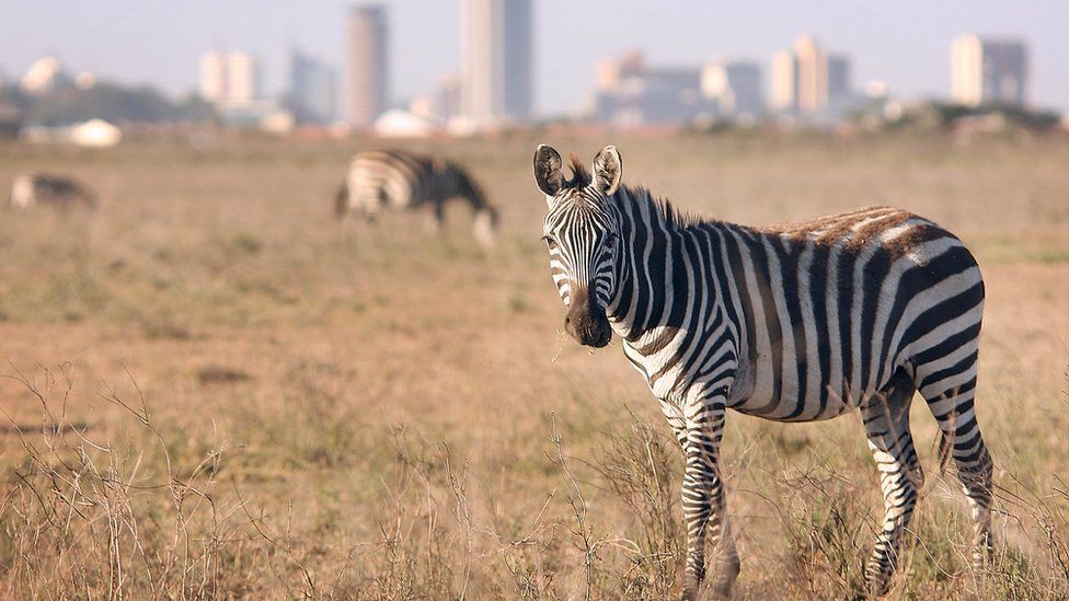 Nairobi National Park is the nearest national park to a city in the world