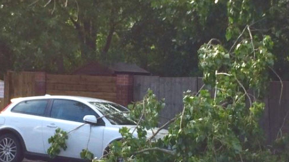 Tree branch blocking road