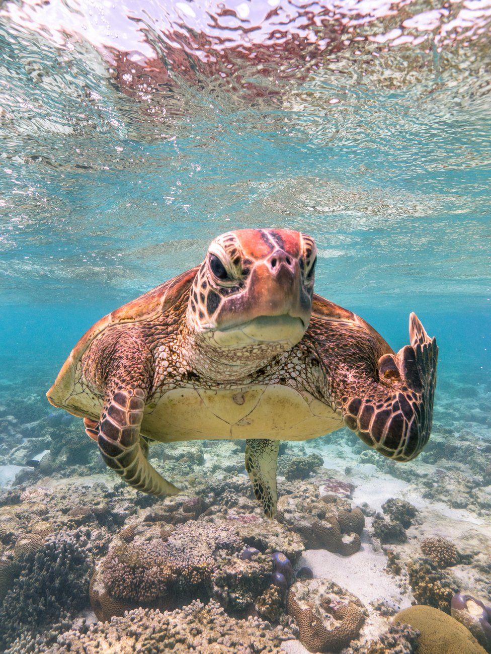 A turtle appearing to be gesticulating at the camera