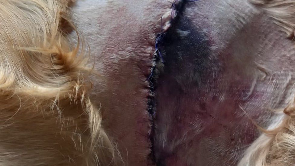 Stitches in dog after pig attack