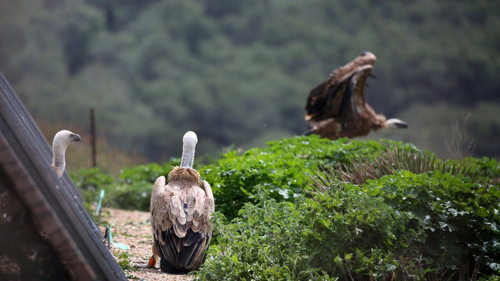 The griffon vultures in their aviary in Sardinia