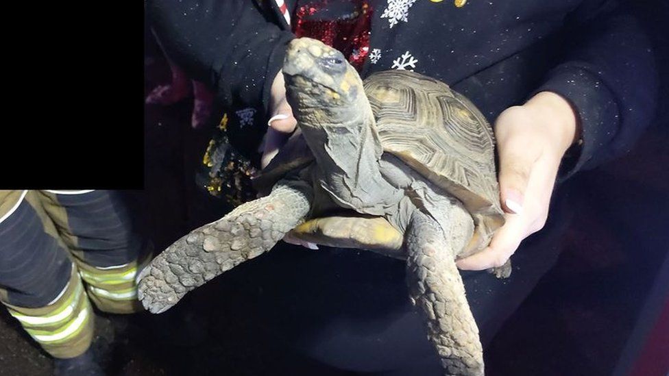 Rescued tortoise.