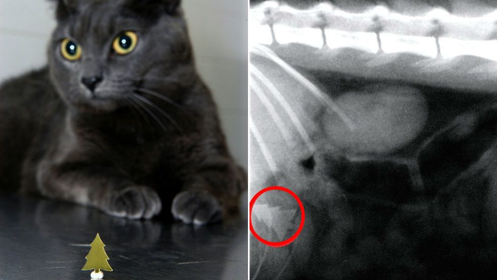 Cat who swallowed a Christmas tree shaped decoration