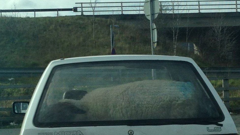A sheep travelling in a Nissan Micra