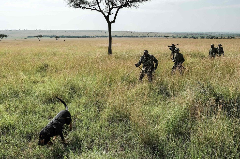A Kenyan ranger holds his bloodhound on a lead