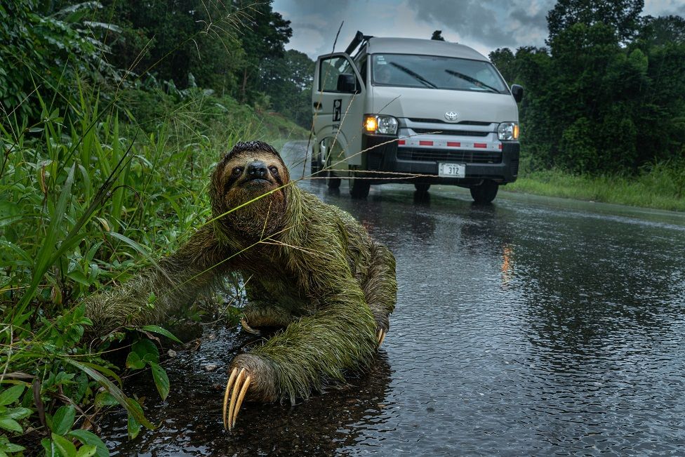 A sloth on a road with a car behind it