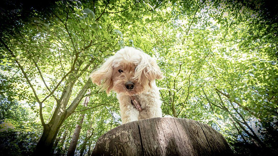 Dog on a tree stump