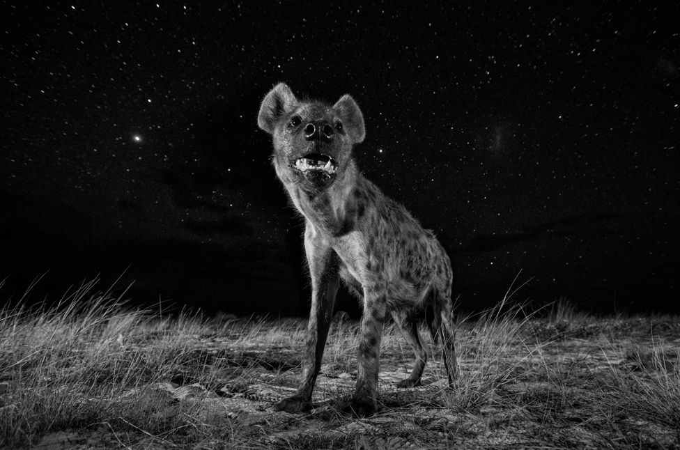 Hyena at night