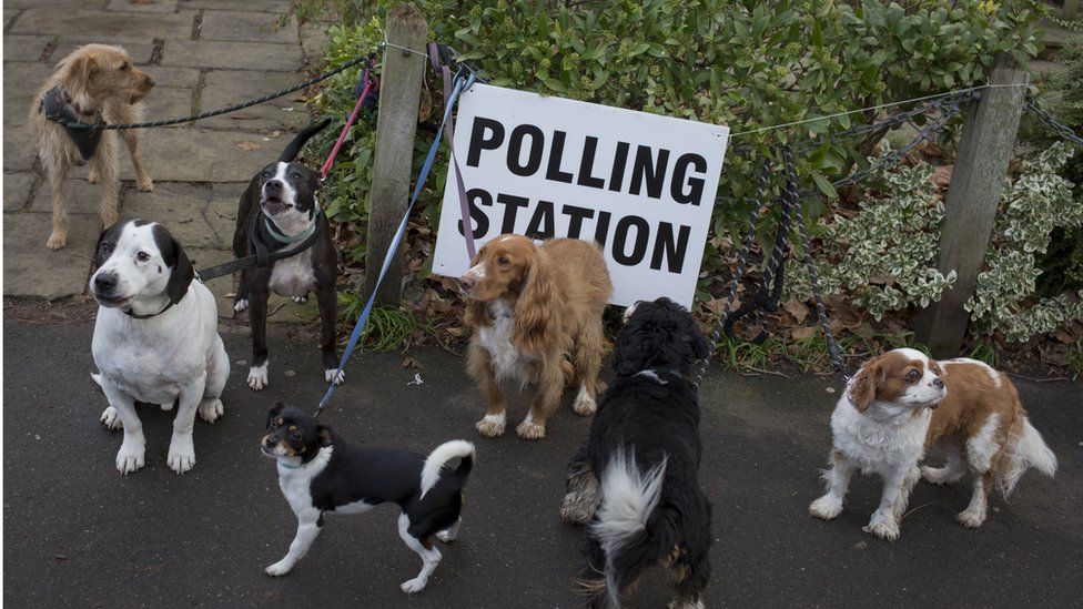 Собаки ждут возле избирательного участка