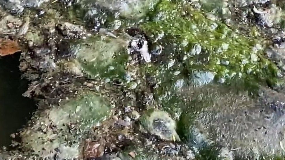 algae on water