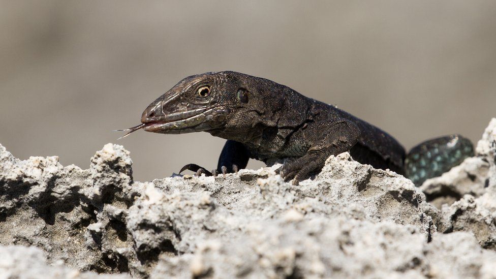 Conservation: Rare Caribbean wildlife species saved from extinction ...