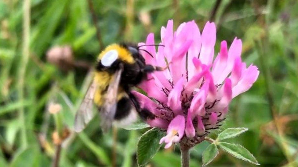 Garden Bumblebee with a white tag