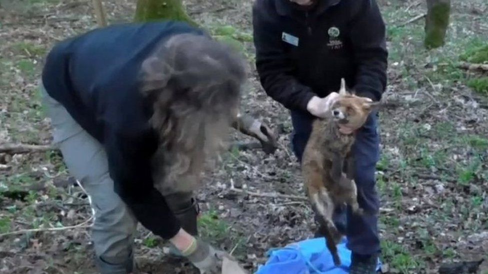 Hunt saboteurs allegedly discovered the fox in a bag