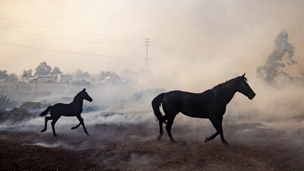 Horses in fire