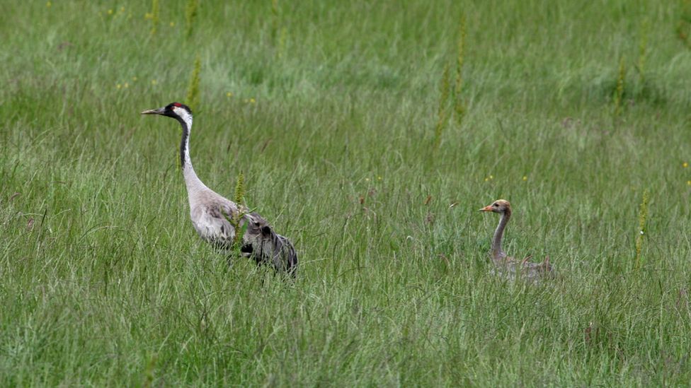 Adult crane and chick