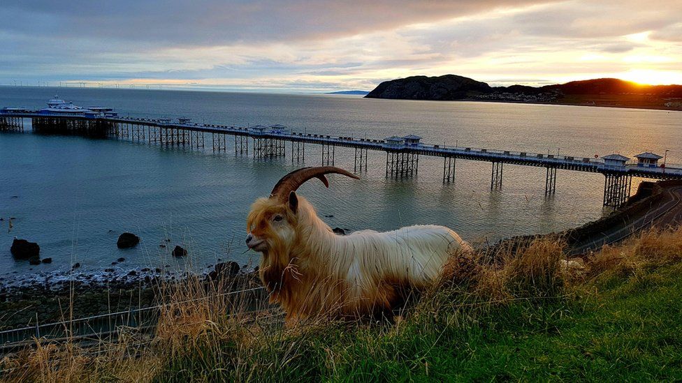 A goat standing on the Great Orme in front of Llandudno Pier