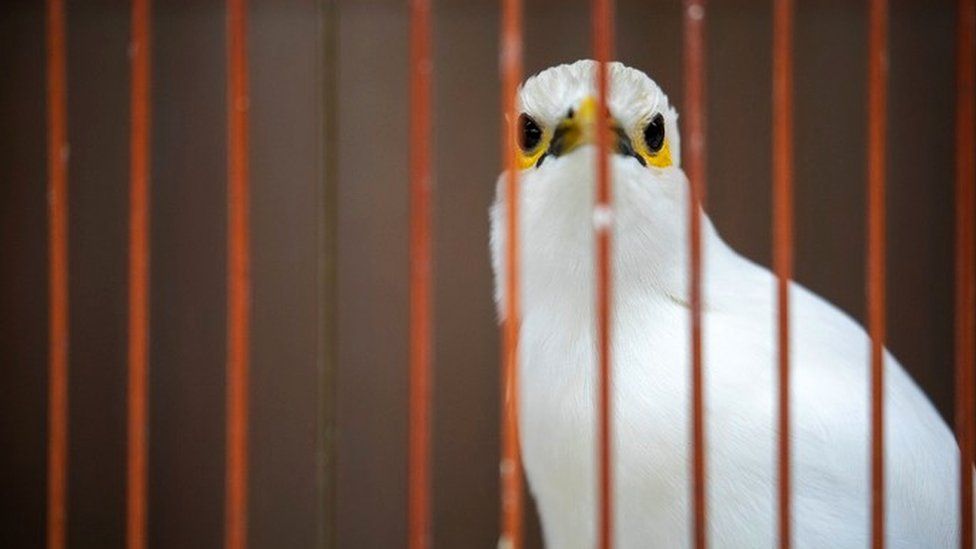 A black-winged myna - a popular species in the songbird trade in Asia