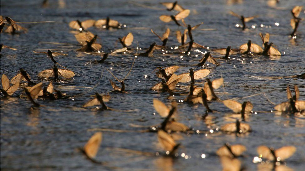 Mayflies on Tisza River near Nagykoru in Hungary, 16 Jun 17