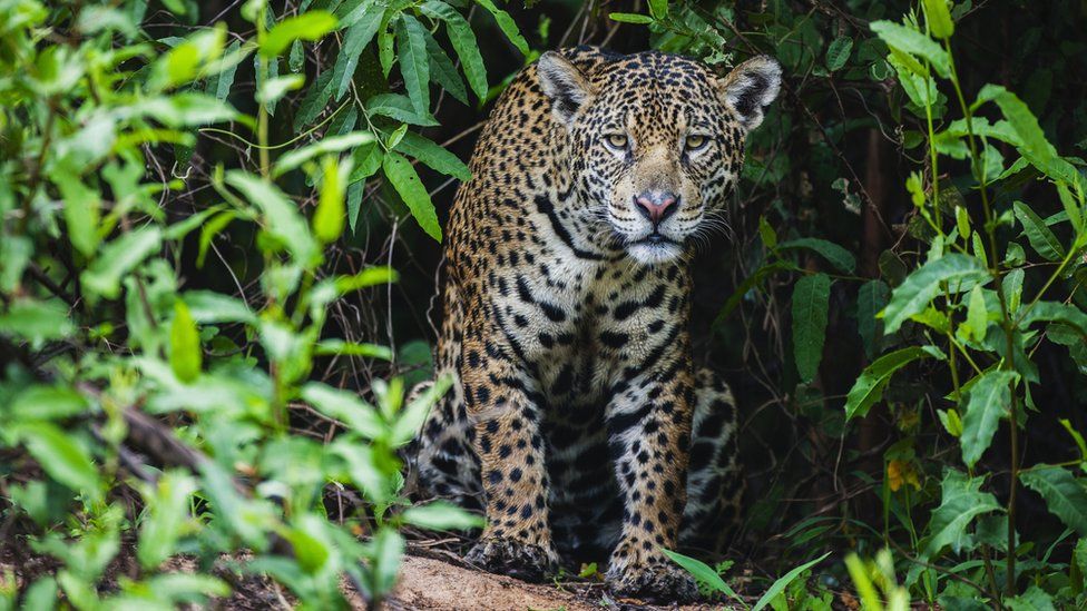 A wild jaguar hunting in the Pantanal appears out of thick vegetation