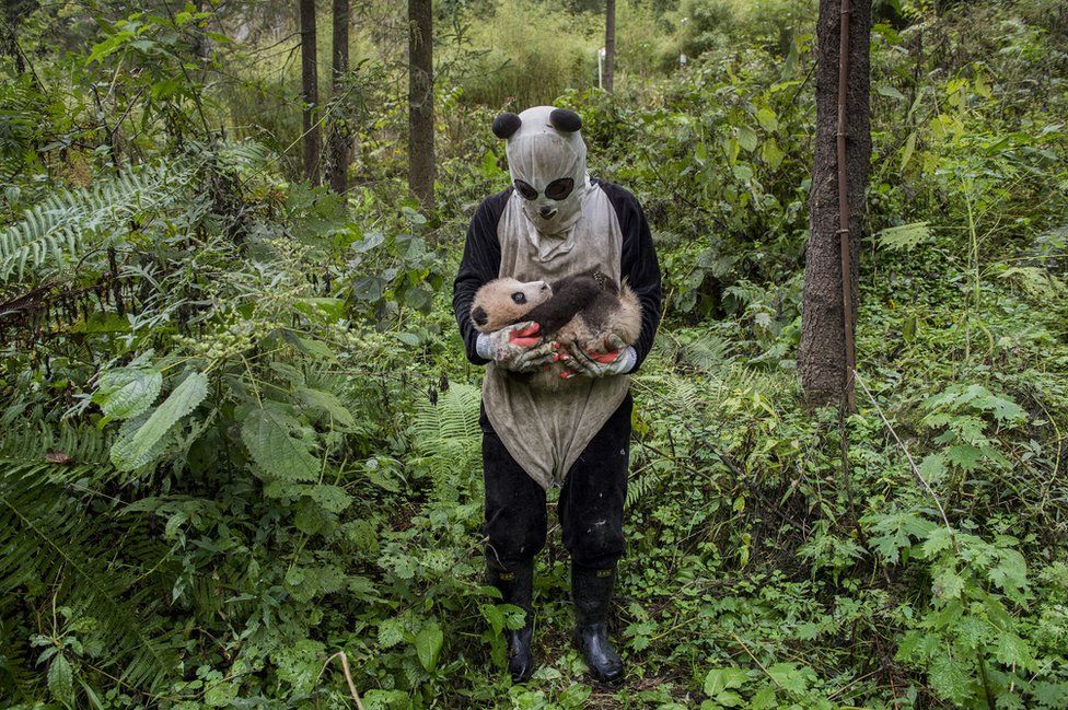 A man in a panda suit holds a panda