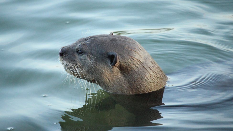 An otter pokes his head above the water - profile view