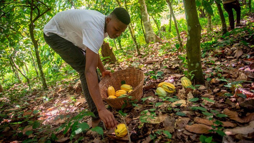 A cocoa farmer collects harvested cocoa pods on a farm in Asikasu, a town in Eastern Region of Ghana