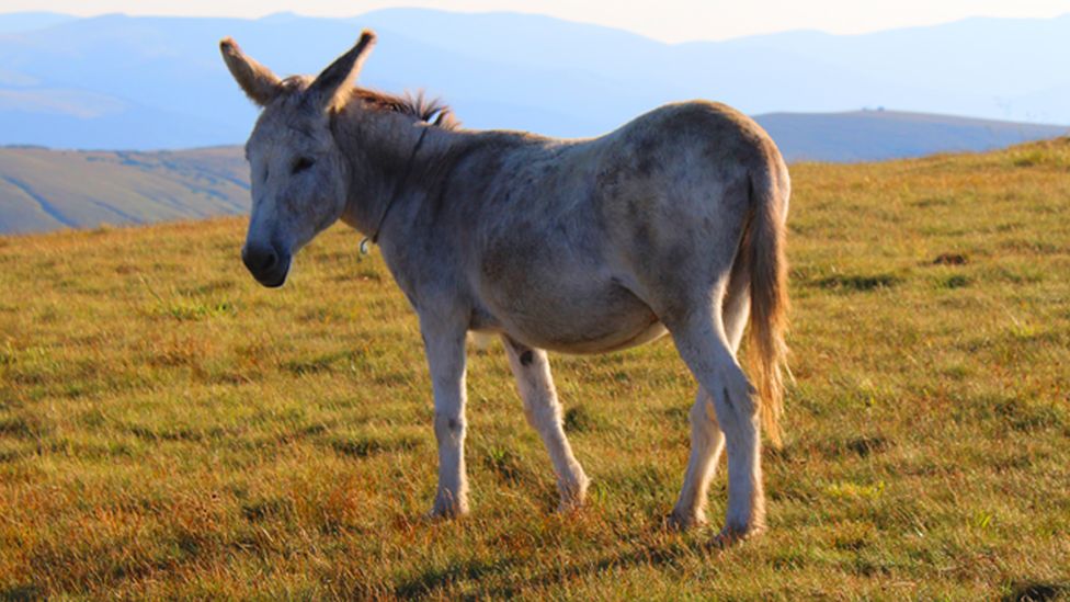 Mule in a field