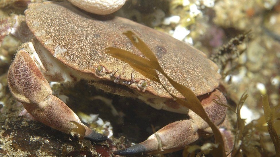 Brown crabs find underwater power cables 'difficult to resist' - BBC News