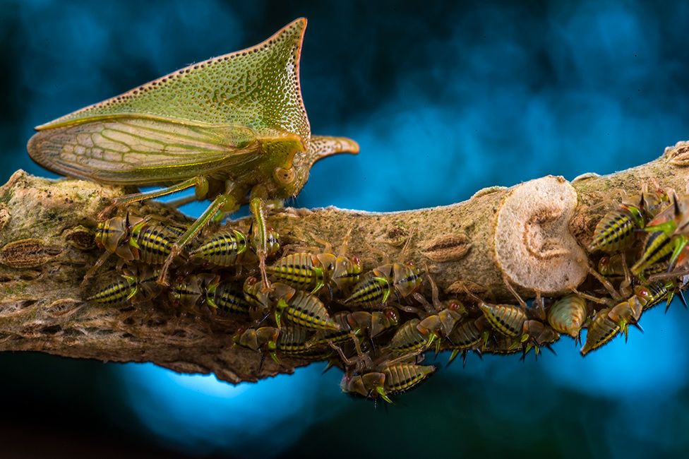 Alchisme treehopper and her nymphs