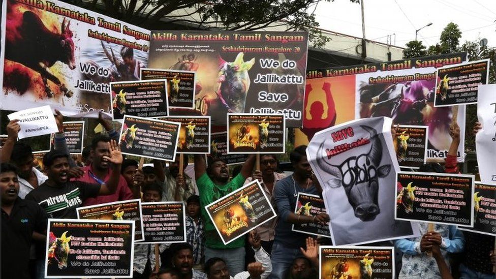 Members of Tamil organizations, students, and supporters hold placards, during a protest held to demand the lift of the ban on the bull-taming sport Jallikattu in Chennai, Tamil Nadu, India, 21 January 2017.