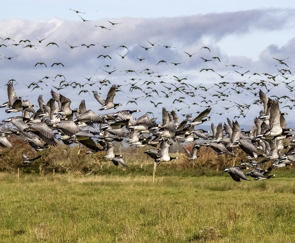 Caerlaverock reserve prepares for return of barnacle geese - BBC News