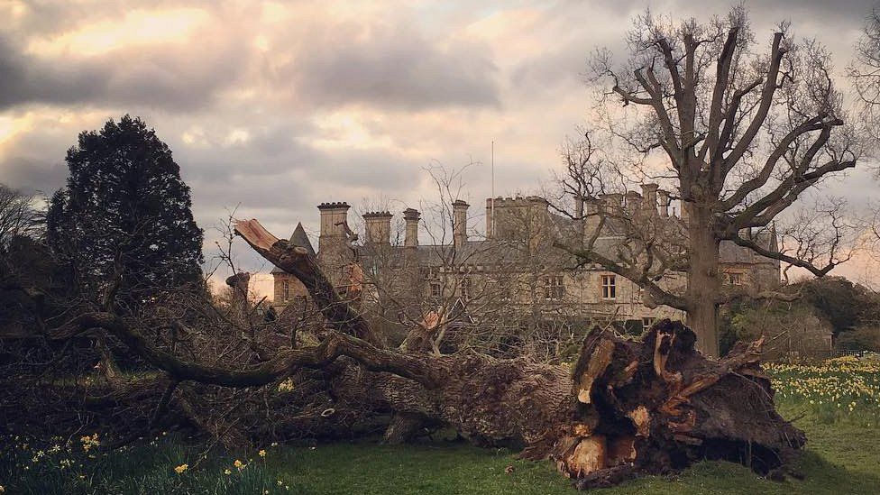 Tree down at Beaulieu Palace House