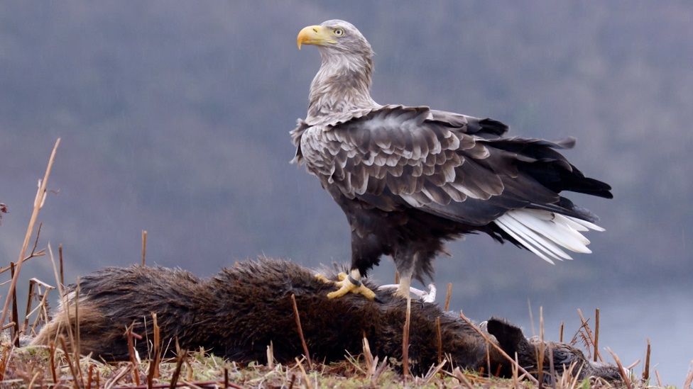 UK's oldest sea eagle recorded on Isle of Mull - BBC News