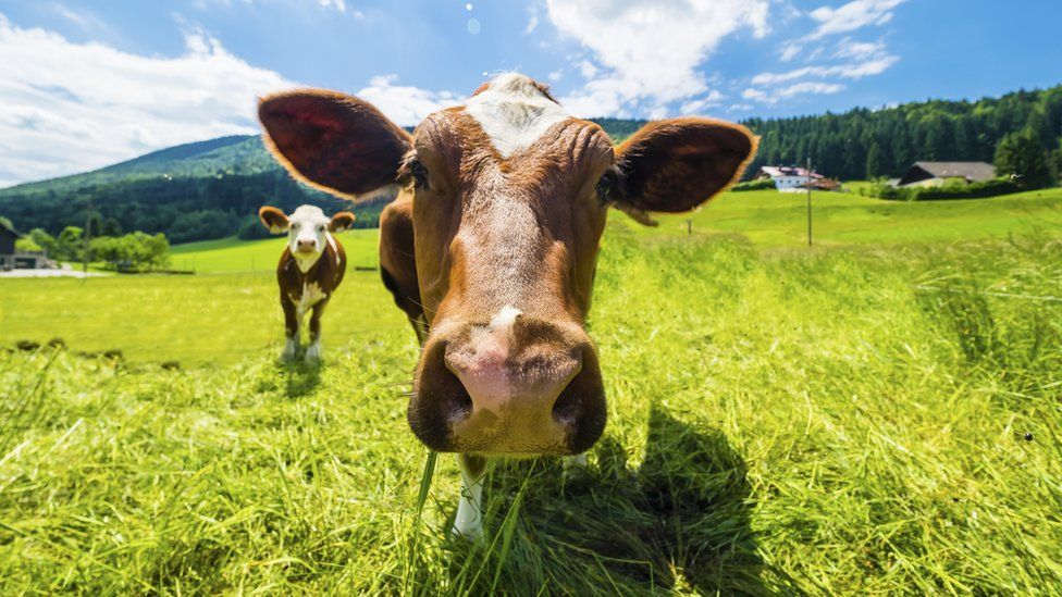 New Zealand Plan To Start Taxing Cow And Sheep Burps! - Bbc Newsround