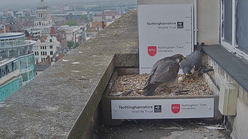 Peregrine Falcon breeding pair in 2021