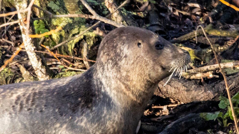 Seal on bank of a fishing lake