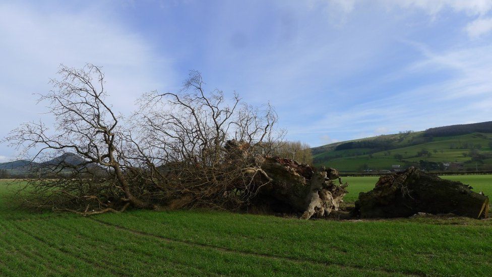 The fallen Buttington Oak