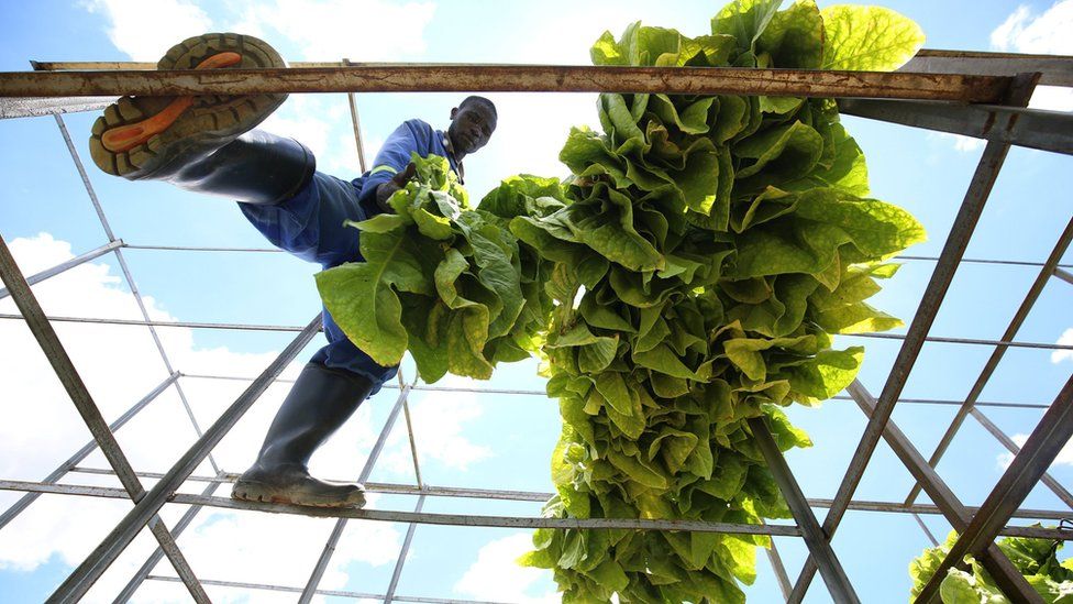 A farm worker at a tobacco field at Herne Farm, 66 km south of Harare, Zimbabwe, 18 December 2017. The tobacco selling season is to start in March 2018. Zimbabwe is the biggest grower of tobacco in in Africa and sixth in the world.