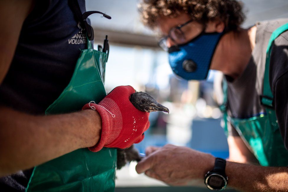 Rescuers handle a cormorant chick
