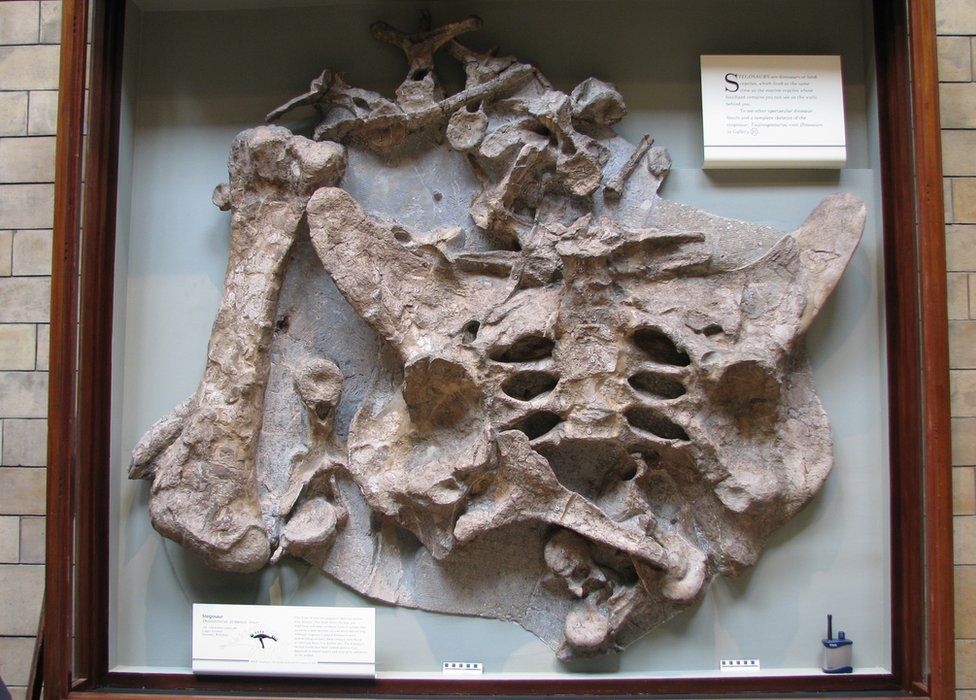 Swindon Stegosaur on display in London
