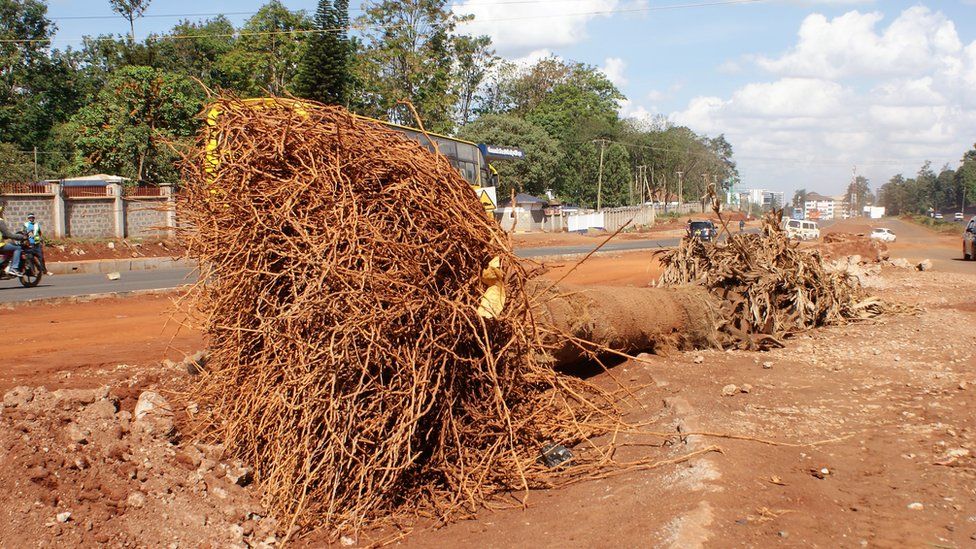 An uprooted ornamental palm tree in Nairobi, Kenya