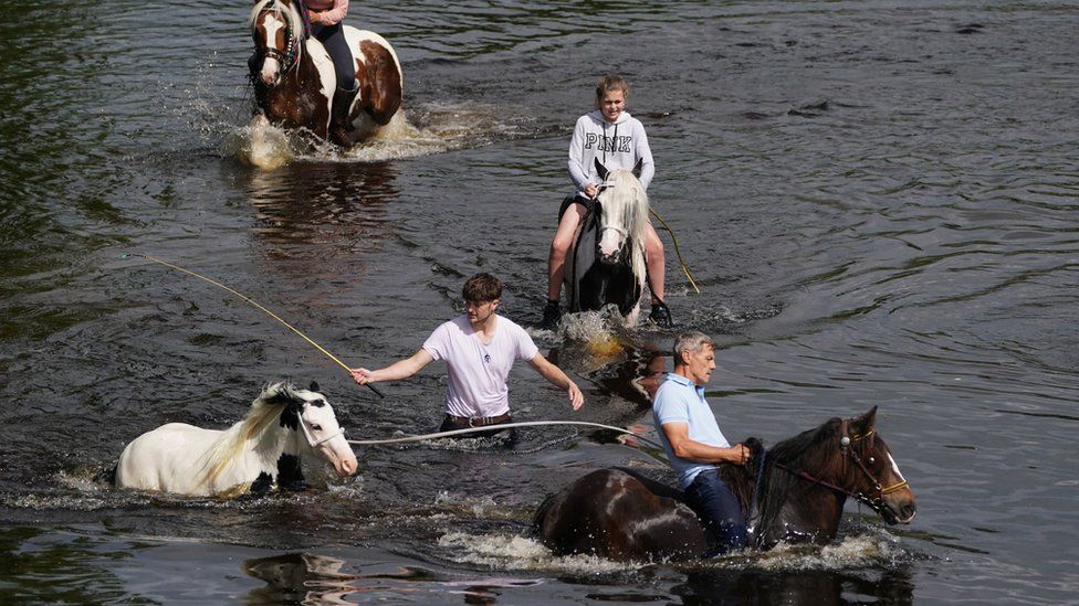 Four horses being washed in Rover Eden