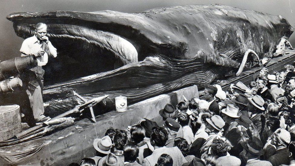 The sad, smelly story behind a beloved gray whale skeleton in Long