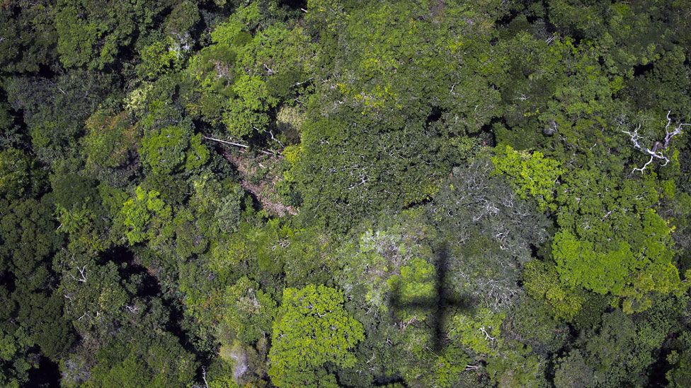 An aerial view of a rainforest